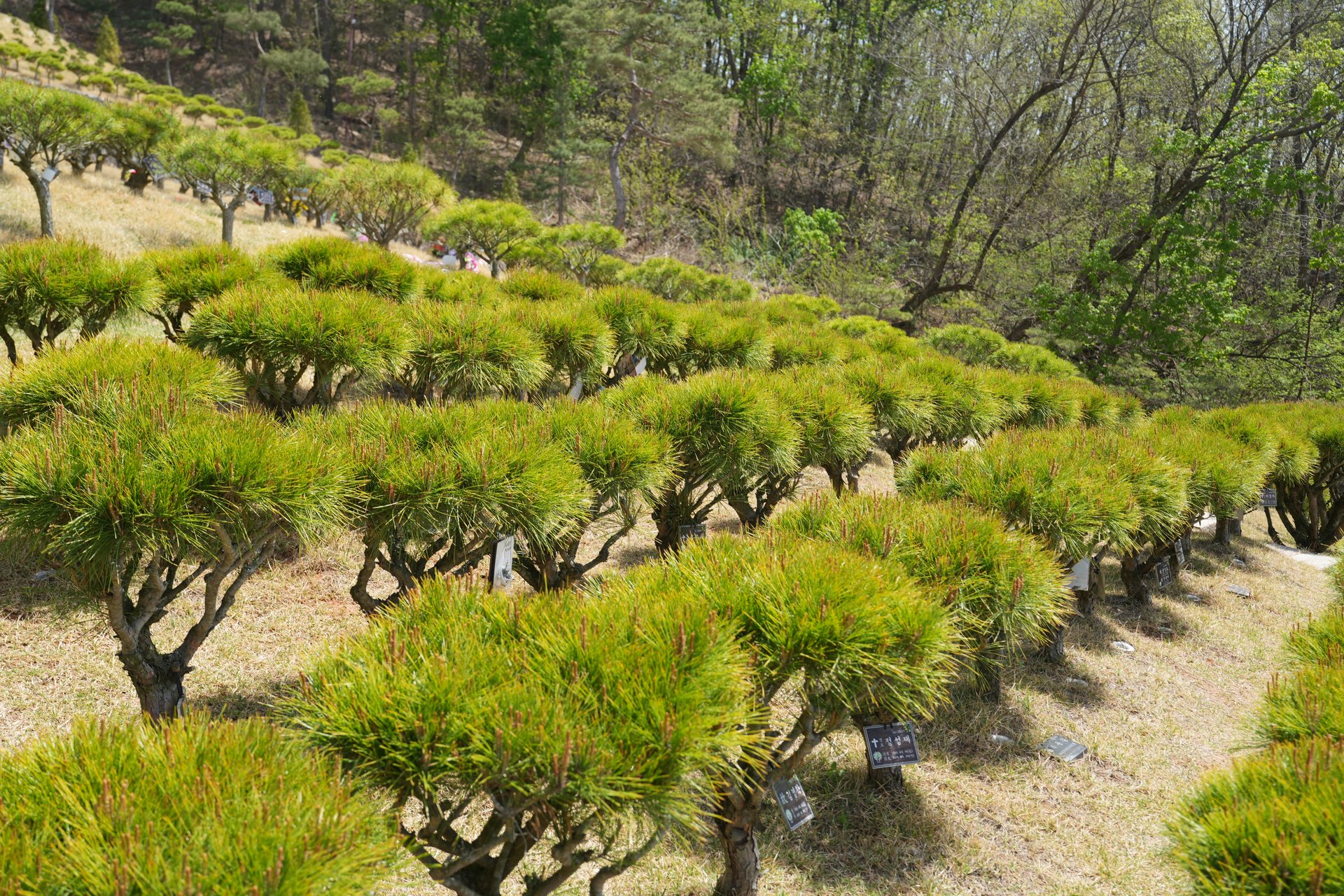 kimpo-cheongsolsumok